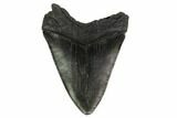 Fossil Megalodon Tooth - South Carolina #167893-1